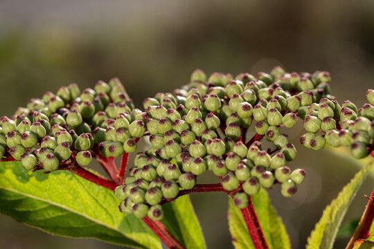 Macro Close Up of Green Dwarf Elder Berries on Red Stems