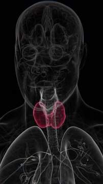 Hashimoto's thyroiditis is an autoimmune disorder in which the immune system attacks the thyroid gland, often causing chronic inflammation and reduced thyroid hormone production in 4K UHD