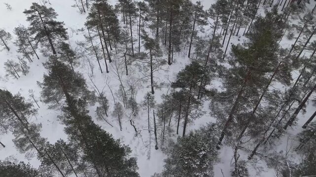 Snowmobile Traveling Across Cross-country Ski Trails Through A Snowy Winter Landscape In Norway. Aerial Shot
