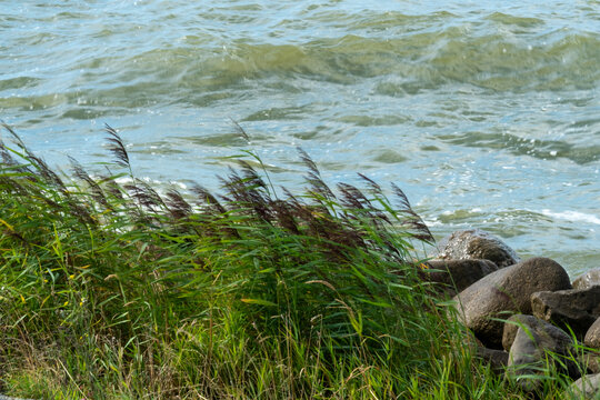 Waves move against rocks while grass sways near the shore on a sunny day in a coastal area