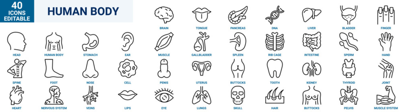 Set of 40 outline icons related to human body. Linear icon collection. Editable stroke. Vector illustration