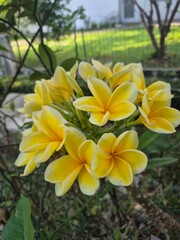 Vibrant Yellow Frangipani Plumeria Flower Blooming Brightly Surrounded By Green Leaves In A Sunlit Tropical Garden © treeprasetyo