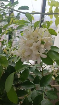 Beautiful white Murraya paniculata orange jasmine flowers blooming in a garden breeze video footage