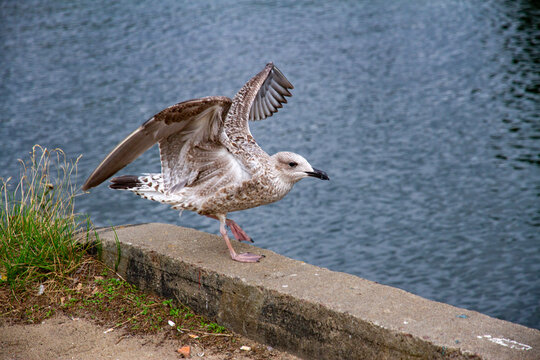 Young seagull spreading a wing on a concrete pier border before takeoff. Dynamic wildlife macro photography with a wild bird pattern, beautiful feather texture and blue sea water blur.