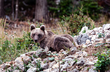 Brown Bear Cub © Simonetta