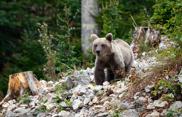 Fototapeta premium Brown Bear Coming out of the Forest