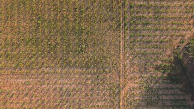 Aerial view of a managed timber plantation with rows of young trees and a dirt path in Villamayor, Castile and Leon, Spain.