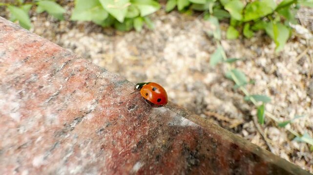 A bright red ladybug crawls peacefully along a smooth stone ledge. Surrounded by gentle greenery, the tiny creature brings a sense of quiet wonder and hope.