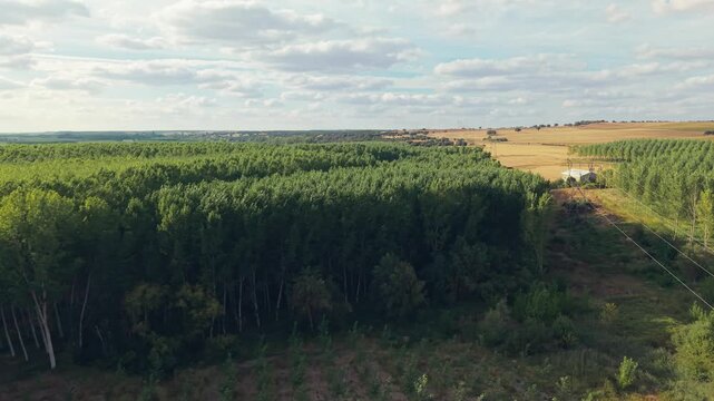 Aerial view of a managed poplar plantation with rows of trees and forest regeneration in Villamayor, Castile and Leon, Spain.
