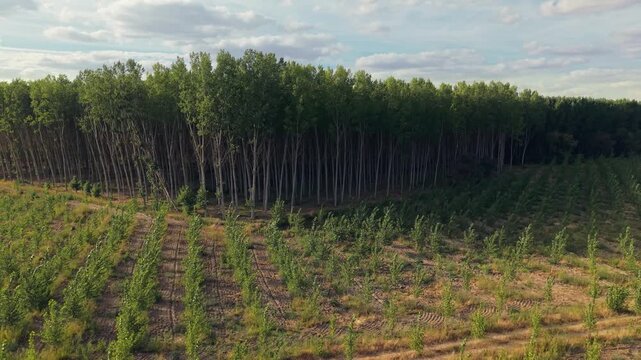 Aerial view of a managed timber plantation showing rows of young trees transitioning into a mature forest in Villamayor, Castile and Leon, Spain.