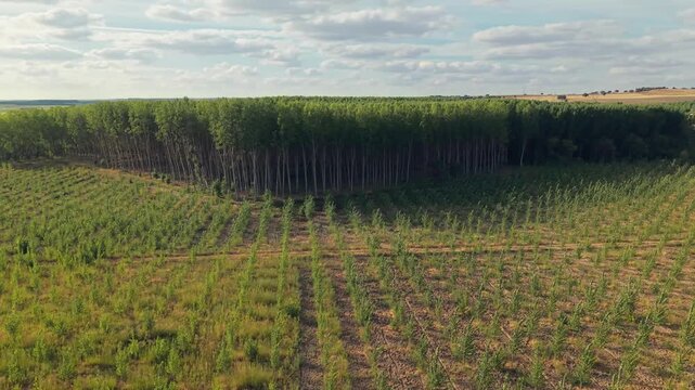 Aerial view of a managed timber plantation with rows of young saplings and mature trees in Villamayor, Castile and Leon, Spain.