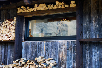 Obraz premium Chopped wood logs arranged for storage beside rustic house wall