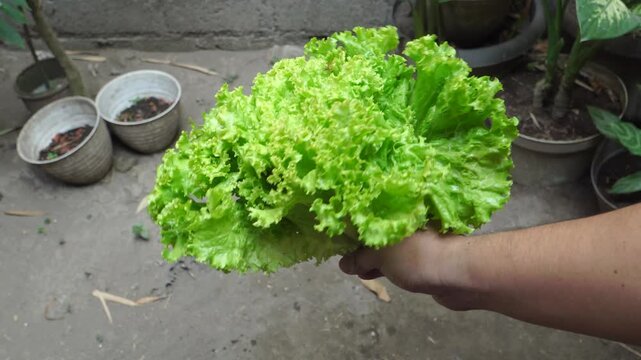 Hand holding fresh green leaf lettuce Lactuca sativa over soil and potted plants background.