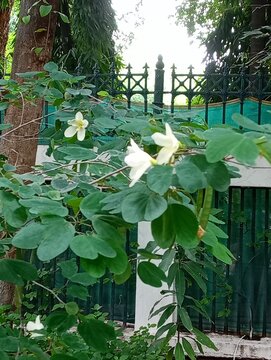 white flowers in the garden, snowy orchid tree