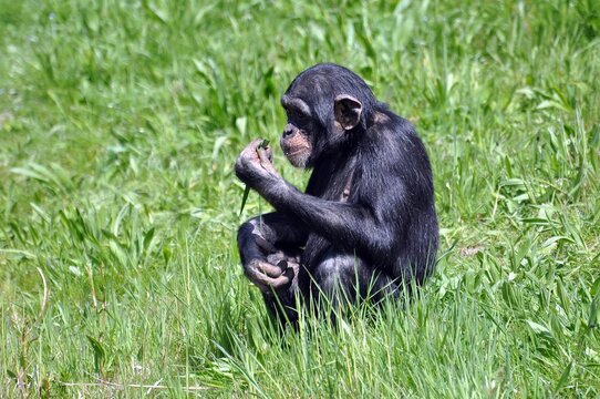 Schimpansen im Leipziger Zoo