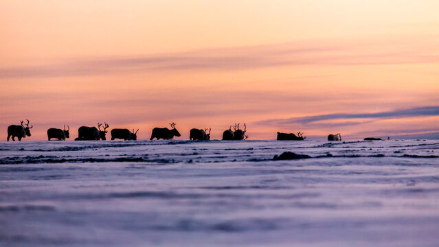 Reindeer silhoettes