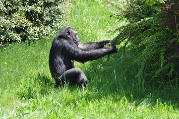 Naklejka premium Schimpansen im Leipziger Zoo