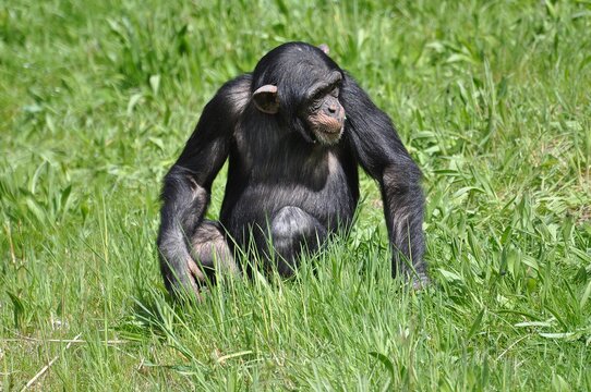 Schimpansen im Leipziger Zoo