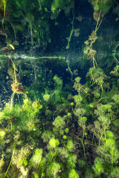 Green Aquatic Plants Growing in Clear Freshwater