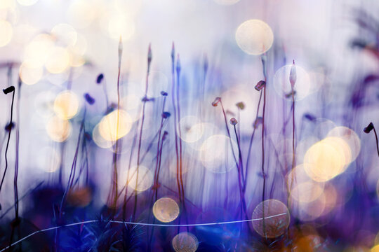 Multicolored bokeh against a natural background, field grass in nature, delicate soft color