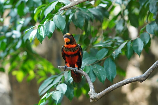 Dusky lory bird on the branch