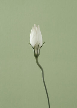 Beautiful eustoma with a light green background
