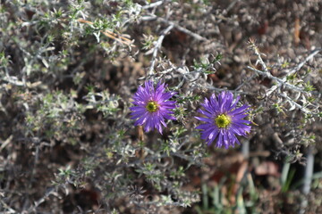 Purple flowers bloom among green and brown plants. © indigolotos