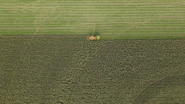 Aerial view of combine harvester working in a large maize field during harvest season in Villamayor, Castile and Leon, Spain.