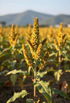 Sustainable agriculture and food security, golden sorghum crop growing in a rural field during harvest season with mountain landscape