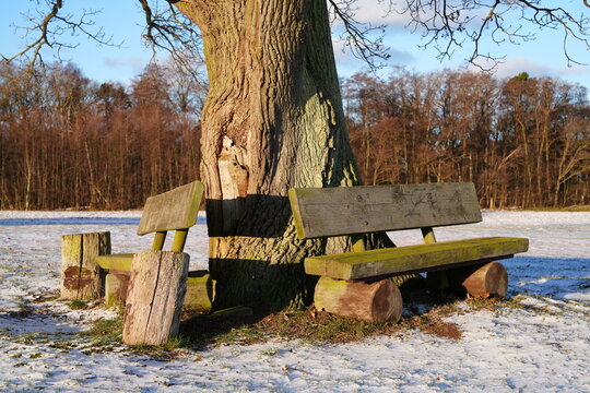 Holzbank, Sitzbank, Bank, Winter, Schnee, Holz, kalt, hell, Baum, Stamm, Baumstamm, Tag, Licht, Urlaub, Natur, Neuhaus bei Dierhagen, Fischland, Dar&szlig;, Deutschland, Europa