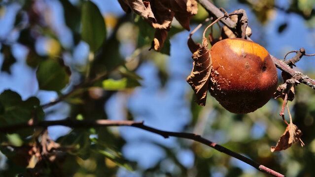 Rotten apple with monilinia fungal rot hanging on tree branch against blue sky in orchard