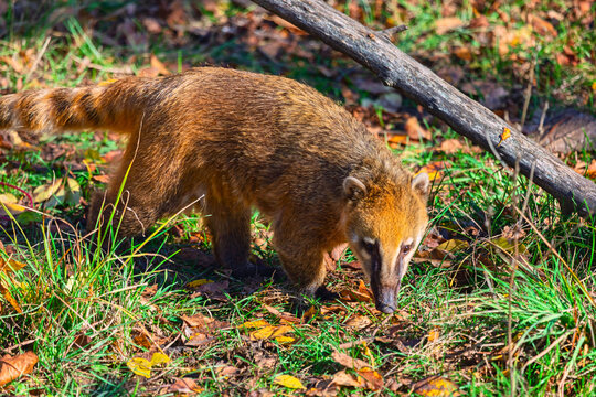 Coati forages on ground among leaves. Fallen tree branch lies angled behind the raccoon relative as it sniffs the earth