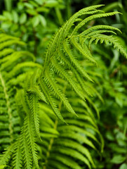 bright green male fern in a city park © fcspartak1980