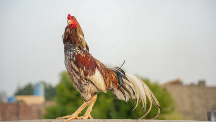 Proud rooster standing outdoors in a rural farm setting © Ahmad Khan