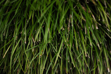 Fototapeta premium green grass background