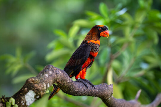 Dusky lory (Pseudeos fuscata) is a species of parrot also known as white-rumped lory, the dusky-orange lory, banded lories and duskies is seated on branch of tree