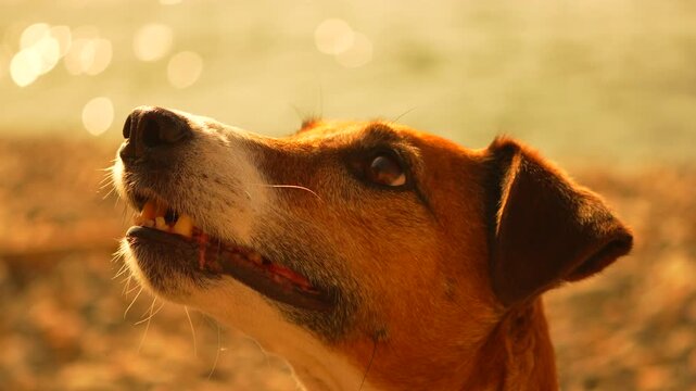 Dog jack russell sunset head profile of a small terrier looking up on a pebble beach during golden hour
