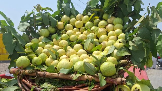 Fresh green guava fruit bunch displayed with vibrant leaves on a traditional street vendor wooden cart at an open outdoor market