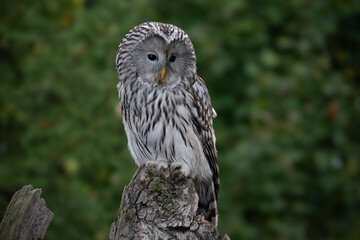 Fototapeta premium The Ural owl (Strix uralensis) is a large nocturnal owl.