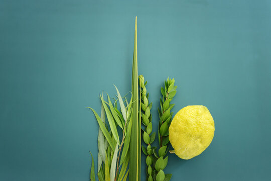Jewish festival of Sukkot. Traditional symbols (The four species): Etrog (citron), lulav (palm branch), hadas (myrtle), arava (willow)