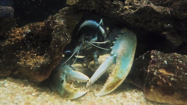 4K shot of a large clawed lobster hiding inside a dark rocky cave, slowly moving its huge pincers and antennae on the sandy seabed. Atmospheric marine life behavior in an aquarium tank setup.