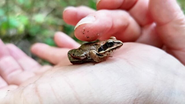 Small brown frog sitting on a person&rsquo;s hand in the forest  