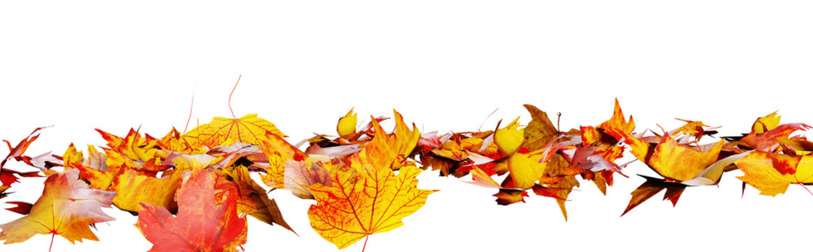 pile of colorful autumn leaves isolated on transparent background