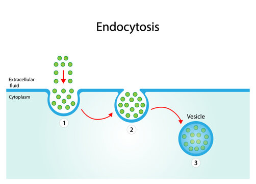Endocytosis, cell transport, molecules are transported to the cell. Vector illustration.