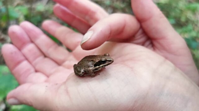 Small brown frog sitting on a person&rsquo;s hand in a forest setting  