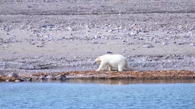 Polar Bear Wandering Along the Rocky Shore