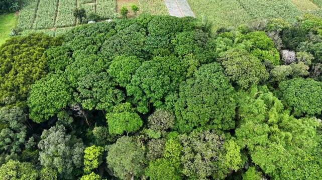 Aerial view of dense tropical forest canopy with lush green trees and varied foliage in Sukabumi, West Java, Indonesia.