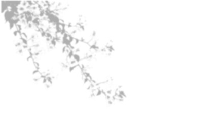 Fototapeta premium Shadow of tree branches isolated on transparent background