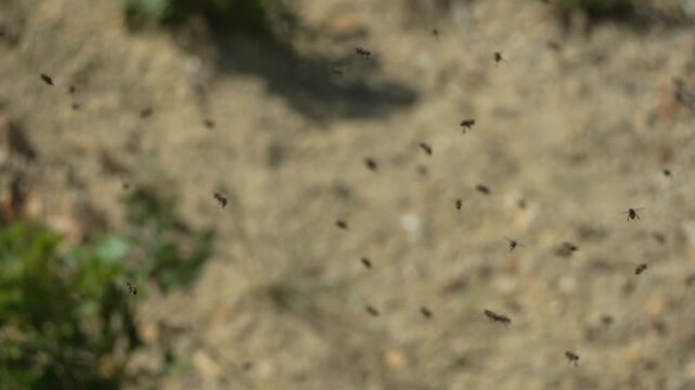 Pollinating insect swarm flying over dry soil ground in summer, creating a dense cluster. Static wide angle shot.