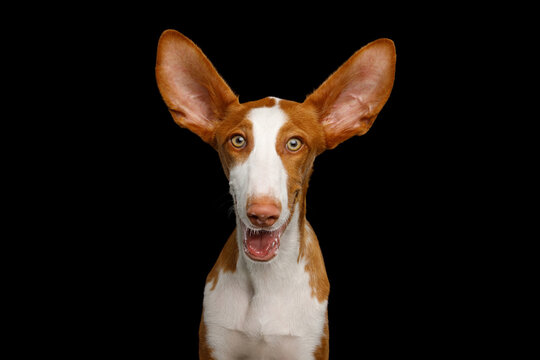 Ibizan Hound grins with mouth curved in smile, huge ears fly outward in delighted surprise, wide eyes stare forward with startled joy, funny happy expression, isolated on black background